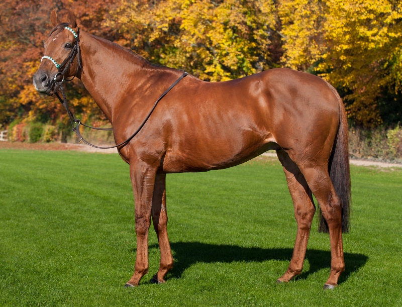 RED DUBAWI